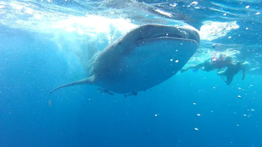 Riviera Maya: Whale Shark Tour