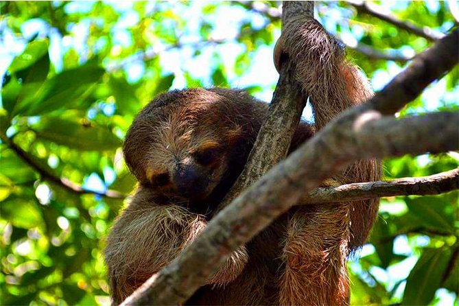 Roatan ATV Sightseeing, Sloth & Monkeys, Chocolate & Rum Factory - Good To Know