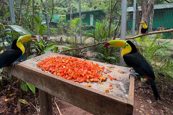 Roatan Island Tour: Monkeys,Sloths,Chocolate, Rum,Private Driver.