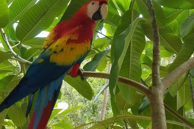 Roatan Small-Group Wildlife Experience (Feb ) - Good To Know