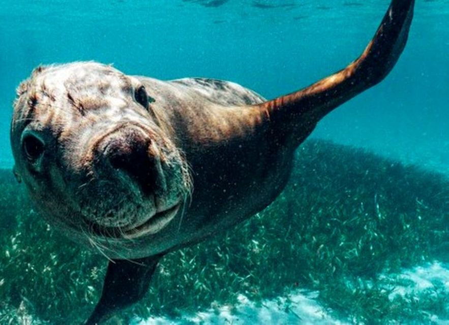 Rockingham: Snorkel Adventure Sightseeing Cruise With Lunch - Experience Highlights