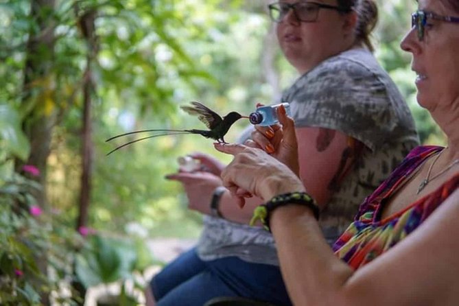 Rockland Bird Sanctuary Plus Montego Bay Highlights & Shopping Private Tour