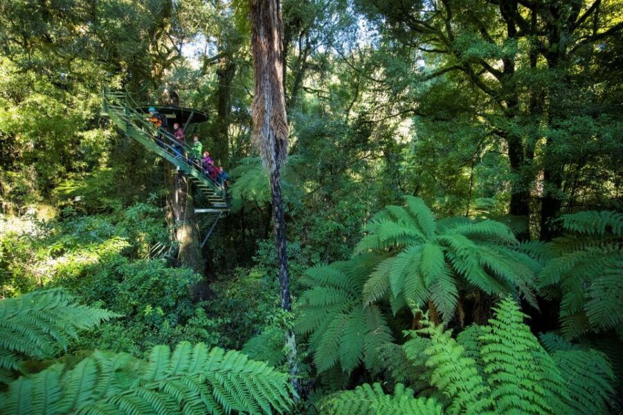 Rotorua: Ultimate Guided Zipline Tour W/ Volcanic Cliff Walk - Good To Know