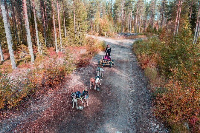 Rovaniemi: 6-10 Km Self-Driving Mushing Husky Safari Tour