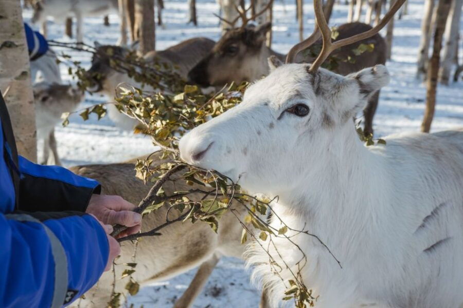 Rovaniemi: Evening Reindeer Safari - Good To Know