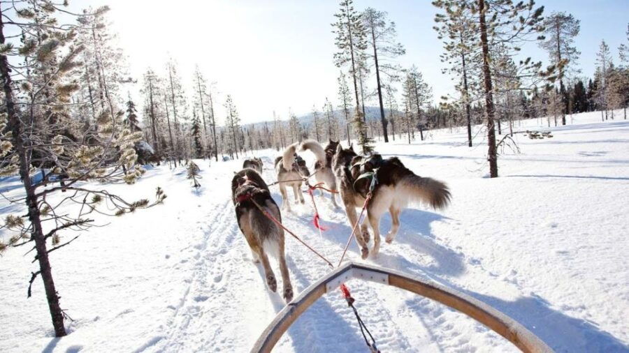 Rovaniemi: Family-Friendly Husky Sled Ride and Farm Visit - Good To Know