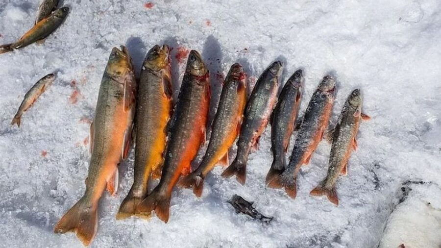 Rovaniemi: Half-Day Snowmobile & Ice Fishing Experience - Good To Know