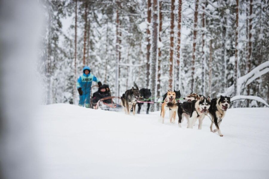 Rovaniemi: Husky Park and Reindeer Farm Combo by Minibus