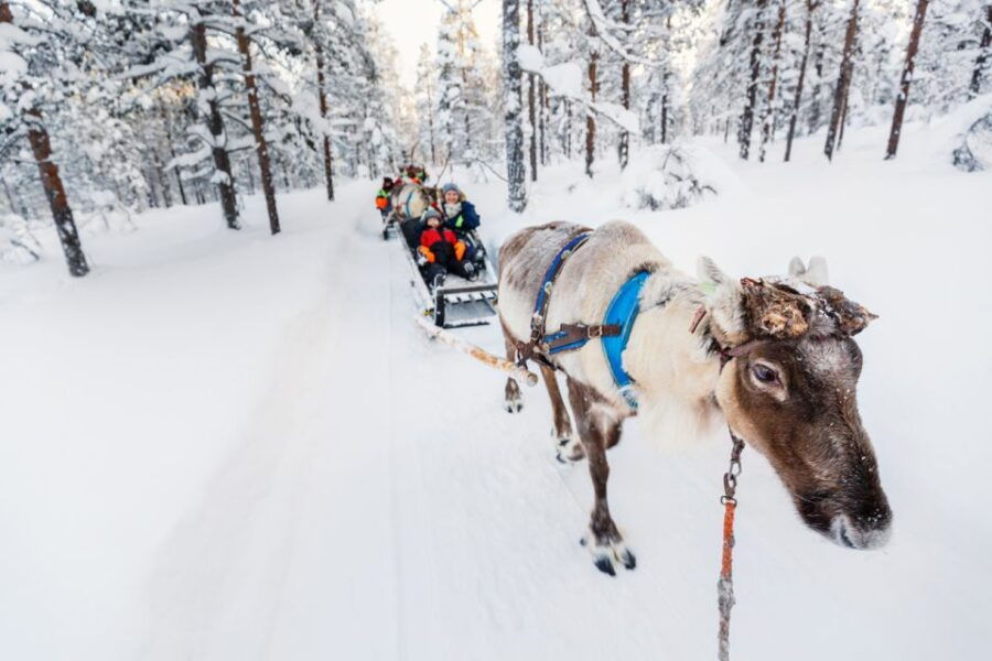 Rovaniemi: Husky & Reindeer Farm Visit With Snowmobile Ride