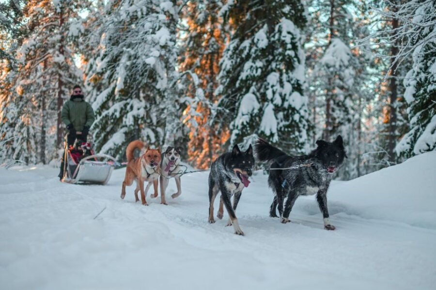 Rovaniemi: Husky Safari and Snowmobile Experience