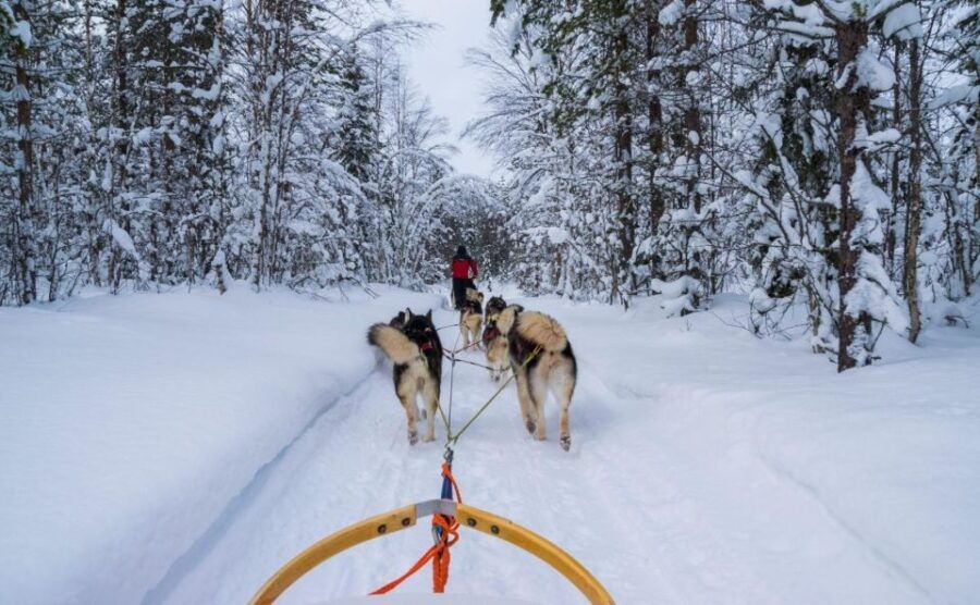 Rovaniemi: Husky Safari Tour & 6-10 Km Self-Driving Mushing