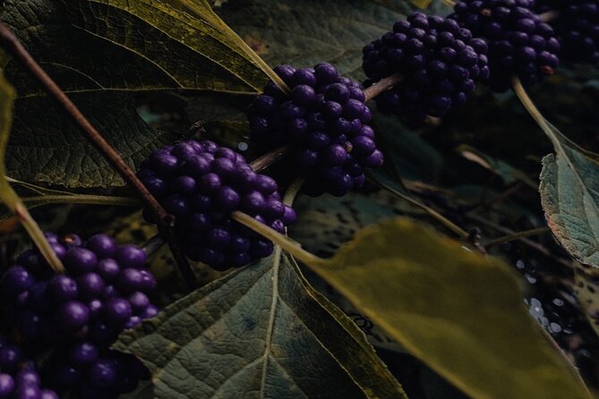 Rovaniemi: Mushrooms & Wild Berries Picking Tour - Good To Know