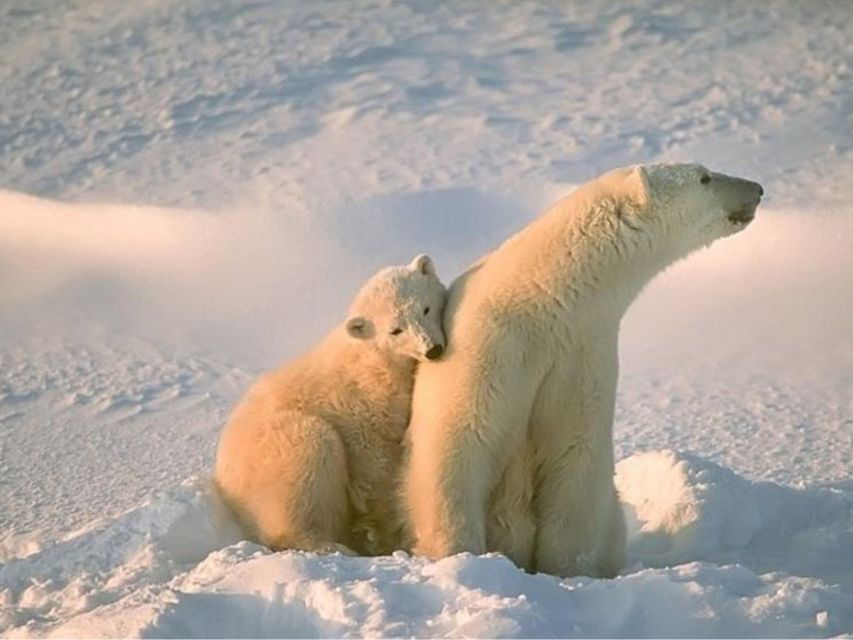 Rovaniemi: Ranua Zoo Small Group Tour & Buffet Lunch
