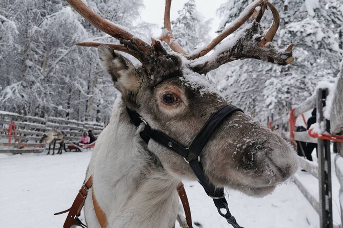 Rovaniemi: Reindeer Activity & Aurora BBQ Tour! - Good To Know
