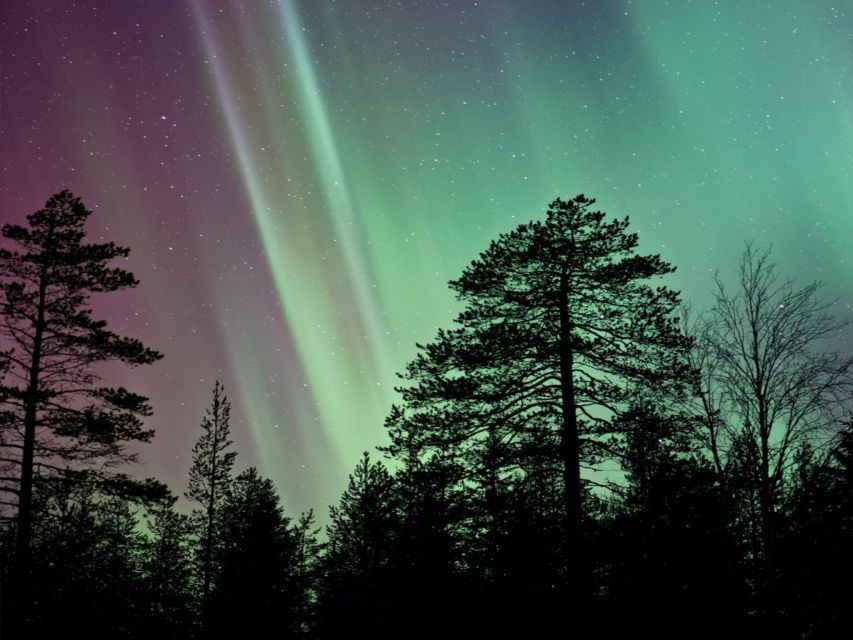 Rovaniemi: Reindeer Evening Safari Tour & 2.5 Km Sled Ride