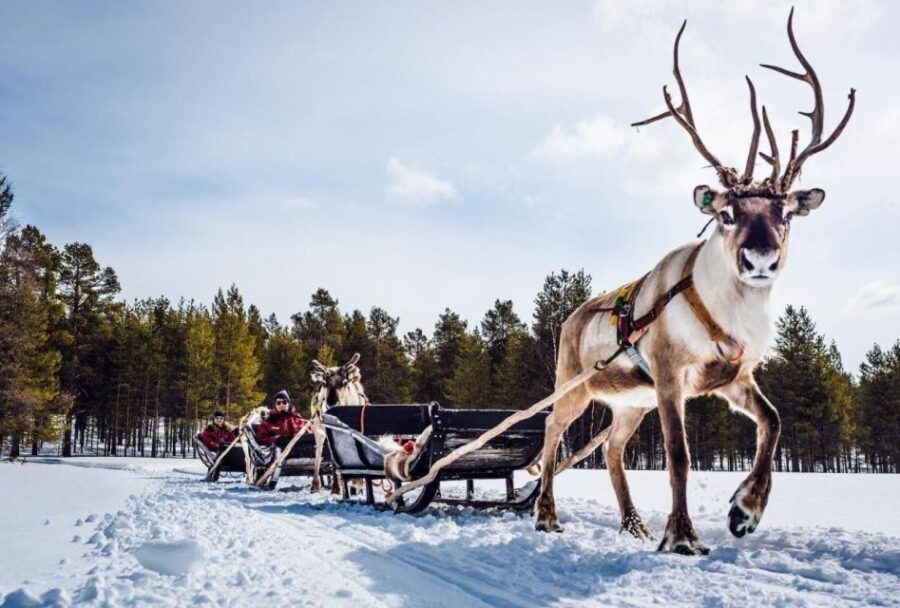 Rovaniemi: Reindeer Farm Tour With Sledge Ride & Pickup