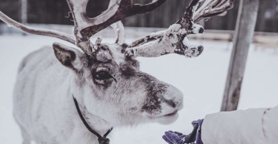 Rovaniemi: Reindeer Farm Visit & Short Sled Ride
