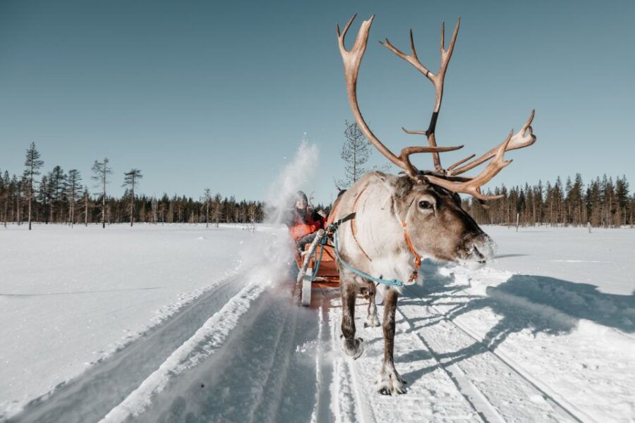 Rovaniemi: Reindeer Sleigh Ride With Hot Drink and Cookies