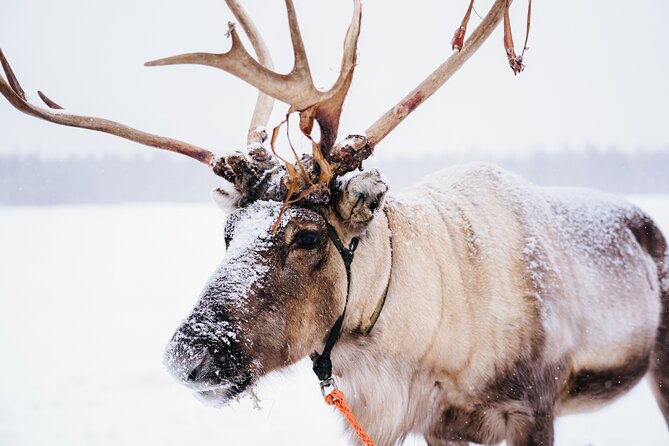 Rovaniemi Reindeer Sleigh Ride - Good To Know