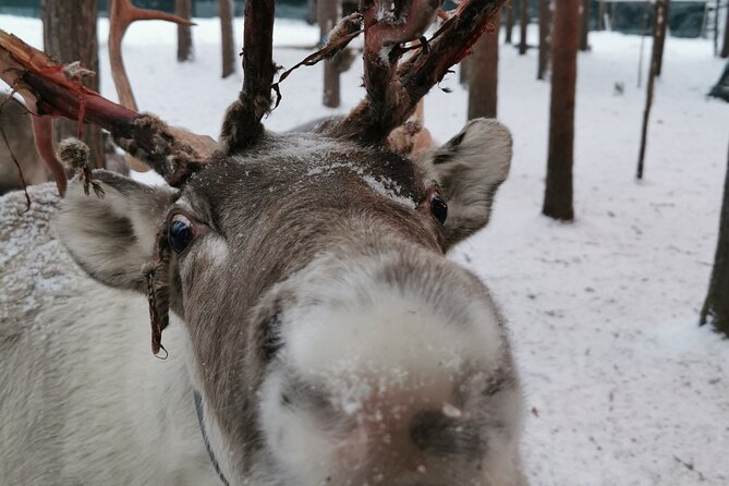 Rovaniemi Reindeers Farm & Husky Safari Aurora BBQ Tour!
