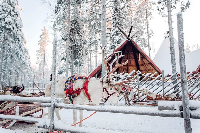 Rovaniemi Santa Claus Village, Reindeer and Husky Tour