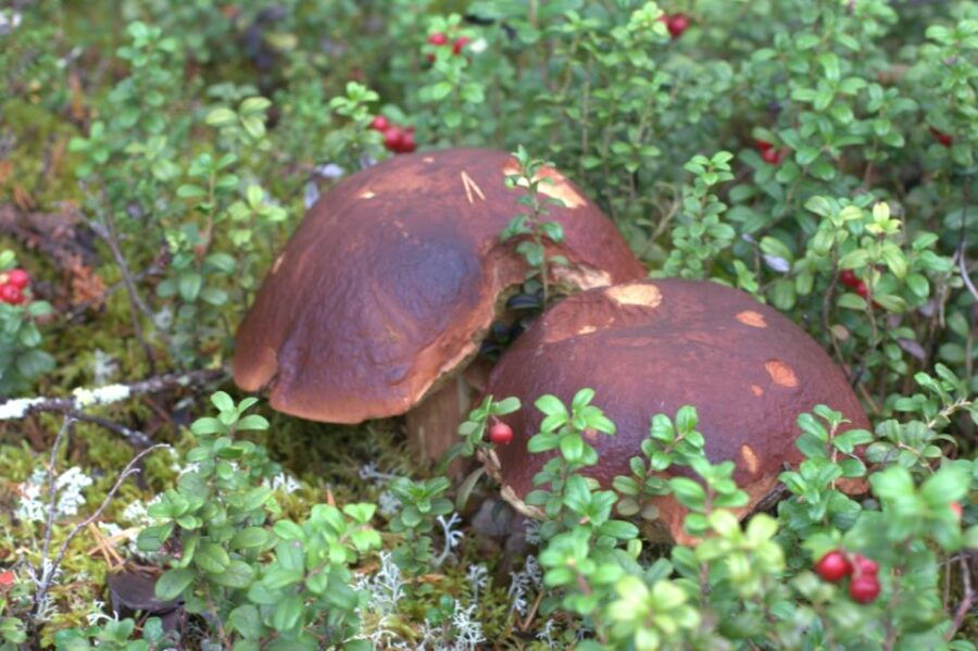 Rovaniemi: Wild Berries and Mushrooms Picking Tour - Tour Details