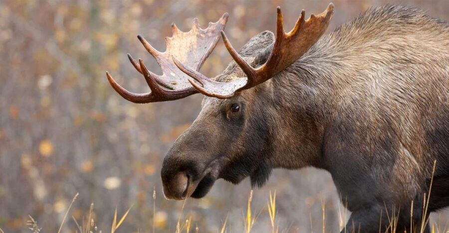 Rovaniemi: Wild Moose Safari - Good To Know