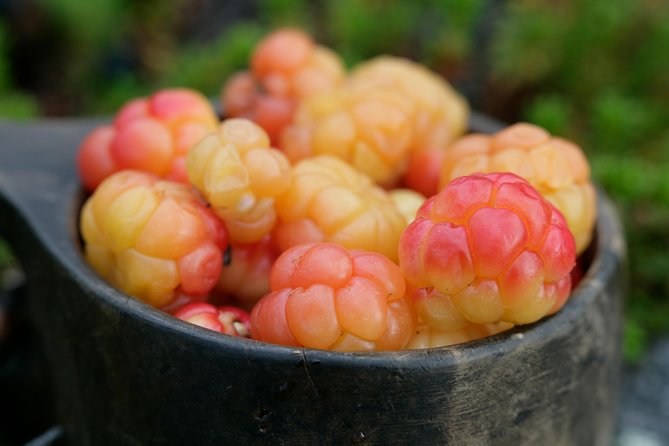 Rovaniemi Wild Mushroom or Berry Foraging Adventure - Good To Know