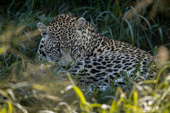 Sabi Game Reserve Sunset Safari Tour With Dinner - Good To Know