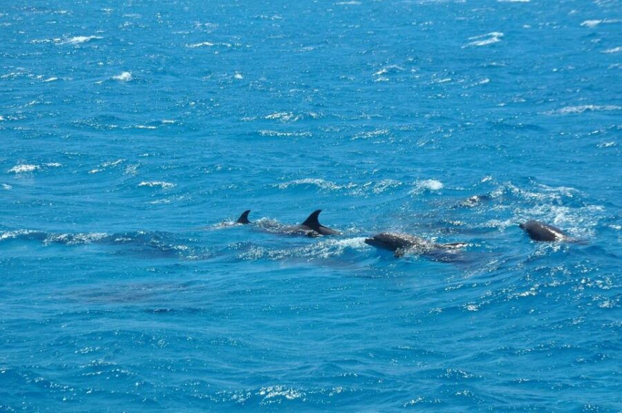 Safaga: Dolphin Watching Boat Tour With Private Transfer - Good To Know
