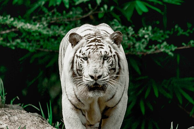 Safari Adventure Tour in Cebu - Inclusions