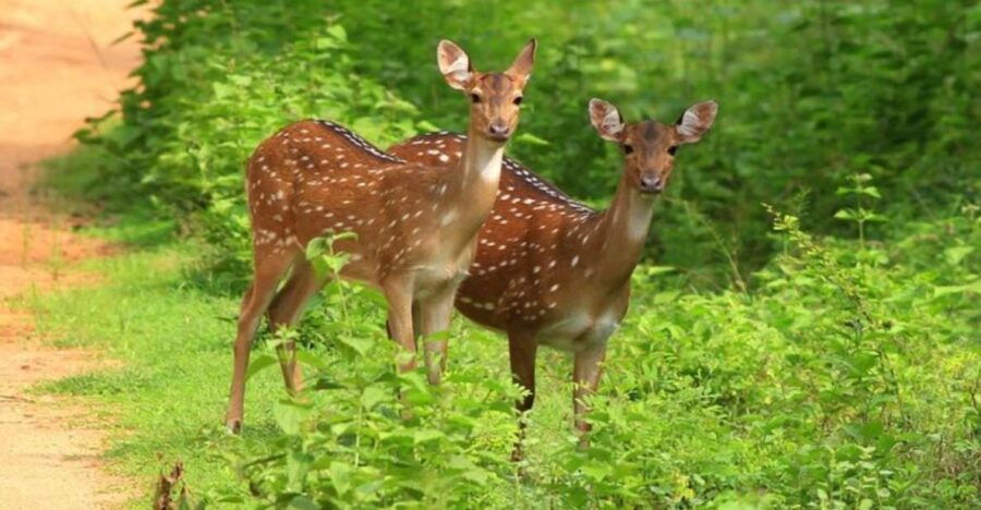 Safari Adventure: Yala National Park Afternoon Expedition" - Good To Know