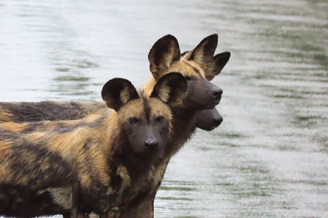 Safari Drive Kruger National Park