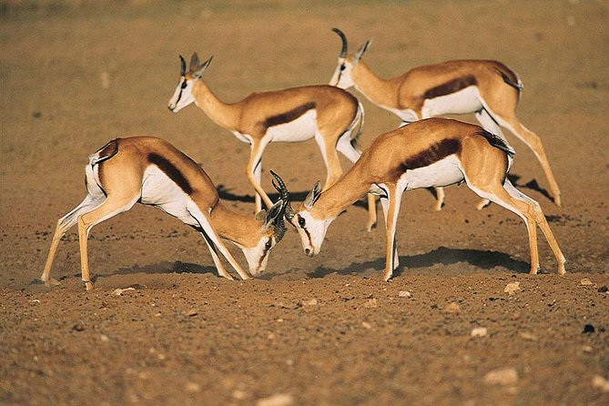 Safari Experience at Rhino & Lion Park