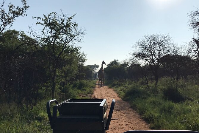 Safari Game Drive: Dinokeng Game Reserve