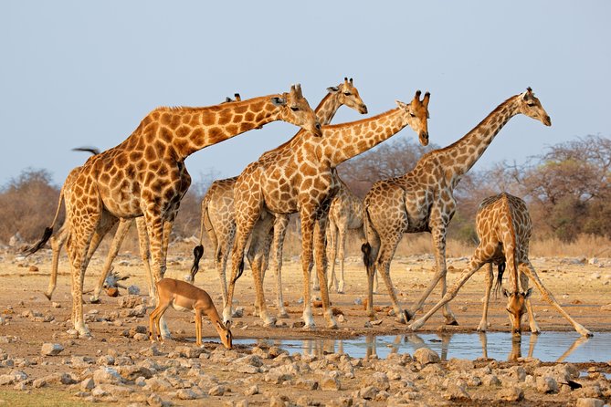 Safari Half-Day - Tour of Tala Game Reserve & Phezulu Centre From Durban - Good To Know