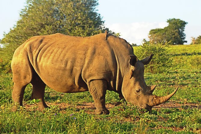 Safari in the Kruger National Park - 4 Days-All Inclusive & Private