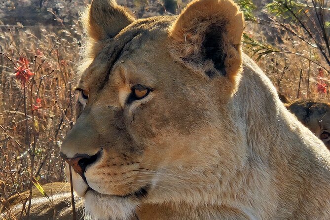 Safari & Lesedi Cultural Village Adventure in Johannesburg