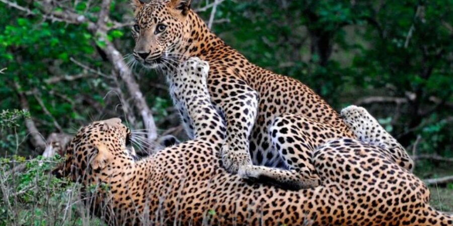 Safari Serenity: Exclusive Wilpattu National Park Adventure - Good To Know