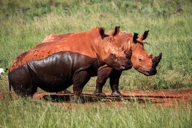 Safari Tour at Rietvlei Nature Reserve