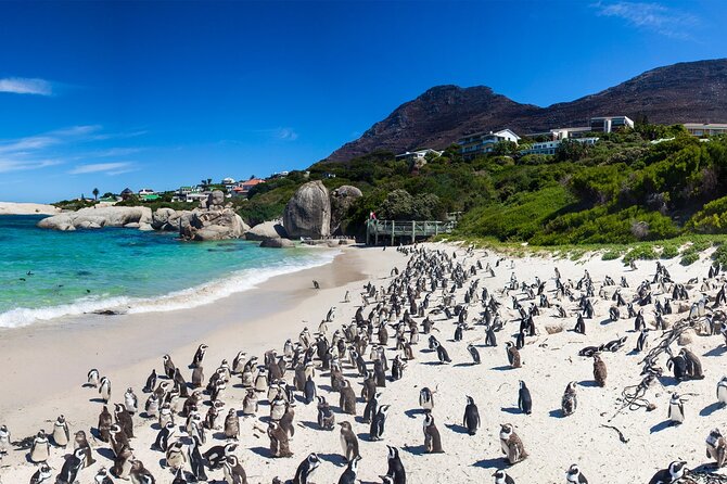 Safari Via Cape Peninsula(Full Day) - Good To Know