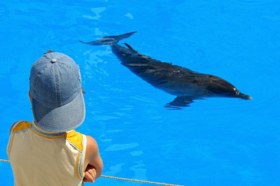 Sahl Hasheesh: Dolphin Watching Boat Tour With Snorkeling - Good To Know