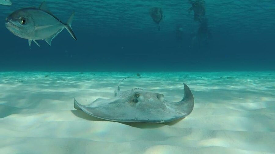 Sail to El Cielo Reef by Catamaran With Beach Break