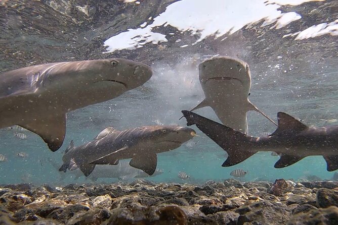 Sal Island: Private Tour Shark Bay Experience From Santa Maria