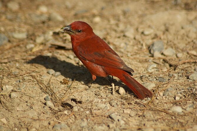 Salento Small-Group Camino Nacional Birdwatching Tour