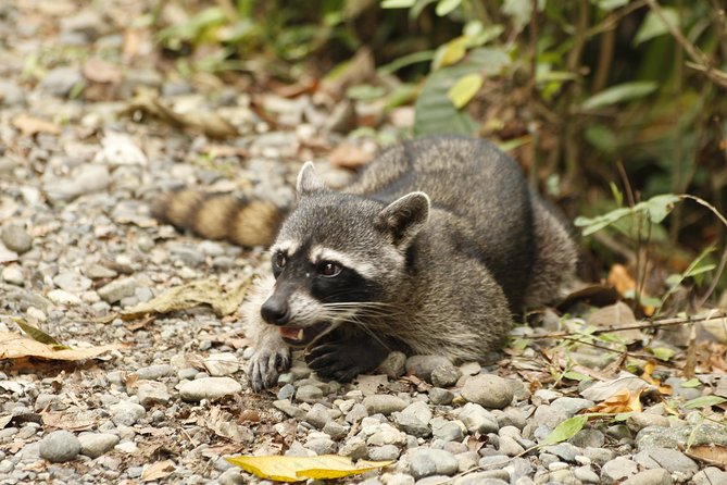 Samara Trails in Werner Sauter Biological Reserve - Reserve Your Spot for the Tour