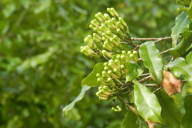 Sambangan Trekking, Sliding, Jumping in Scenic Waterfalls - Good To Know