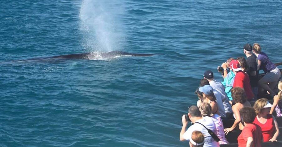 San Diego: Whale Watching Tour - Good To Know
