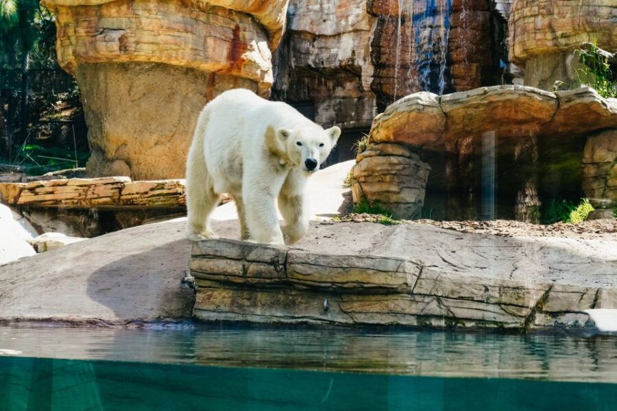 San Diego Zoo: 1-Day Admission Ticket - Good To Know