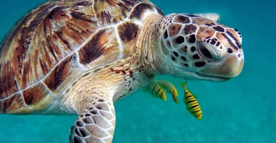 San Domino, Tremiti: Guided Snorkeling Tour - Good To Know